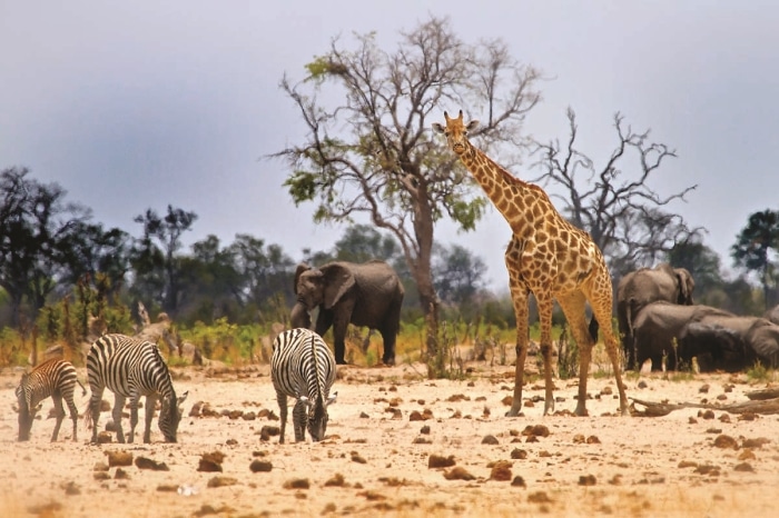 Afrika Safari Afrika Safari