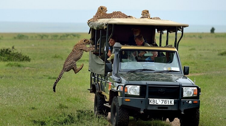 Afrika Safari Afrika Safari