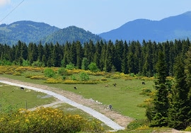 Ağaçbaşı Tabiat Parkı
