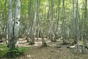 Göldağı Tabiat Parkı