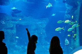 İstanbul Emaar Akvaryum